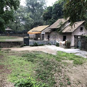 Scimitar-Horned Oryx Exhibit