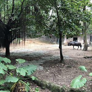 Blue Wildebeest Exhibit