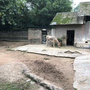 Persian Onager Exhibit