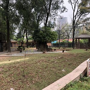 Hainan Eld’s Deer Exhibit