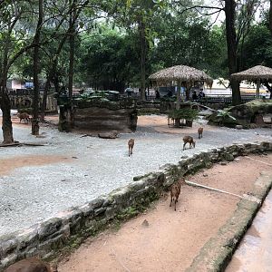 Black Muntjac Exhibit