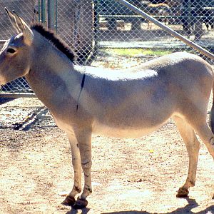 So-called 'Nubian wild ass'; Catskill; October 1984