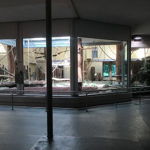 Lowland Gorilla - indoor area