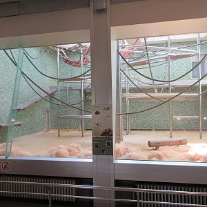 Sumatran Orangutan - indoor area