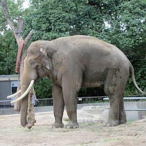 Asian Elephant - Bull 'Victor'