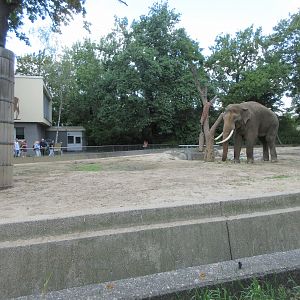 Asian Elephant Exhibit - Bull Yard