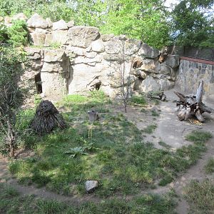 African Brush-tailed Porcupine Exhibit