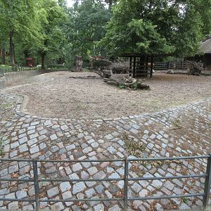 Forest Buffalo Exhibit
