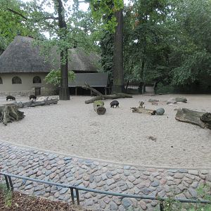 White-lipped Peccary Exhibit