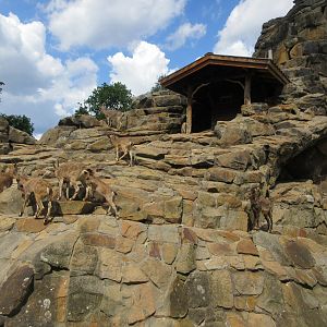 Siberian Ibex Exhibit