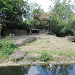 Lowland Anoa Exhibit