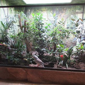 Pheasantry - Kagu Exhibit #2