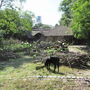 Lowland Anoa Exhibit