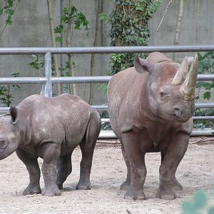 Black Rhinos