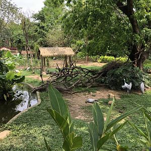 Demoiselle Crane Exhibit