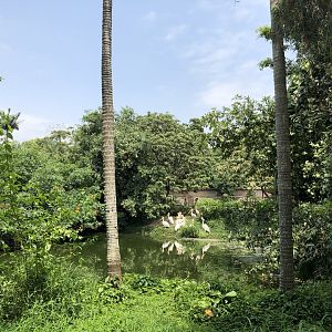 Great White Pelican Pond