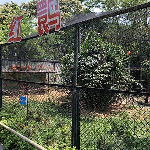 Scarlet Ibis Exhibit