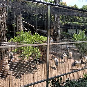 Sacred Ibis Exhibit