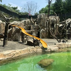 Black Mangabey Exhibit