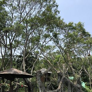 Golden Snub-Nosed Monkey Exhibit
