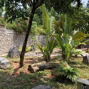 Giant Anteater Exhibit #1