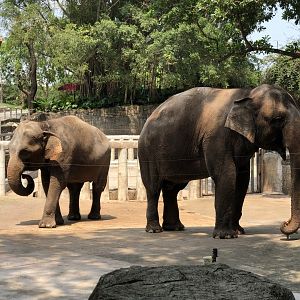 Asian Elephants