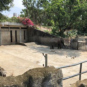 Asian Elephant (Cows) Exhibit
