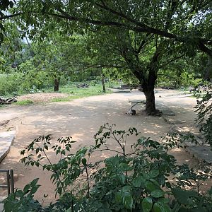 Scimitar-Horned Oryx Main Exhibit