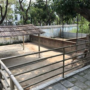 Scimitar-Horned Oryx Paddock