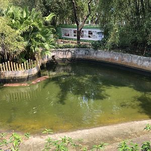 Hippopotamus Exhibit