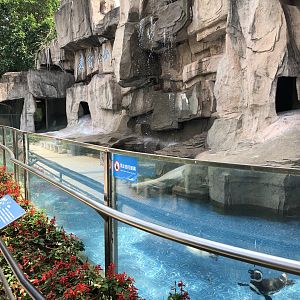 Magellanic Penguin Exhibit