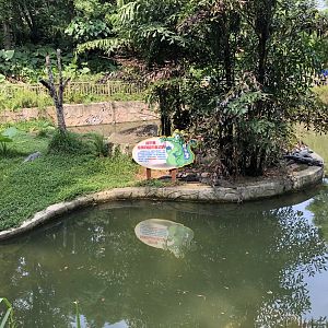 Chinese Alligator Exhibit