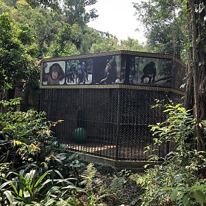 Chimpanzee Cage