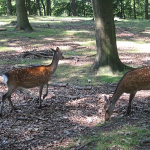 Vejle Dyrehave - Sika deer