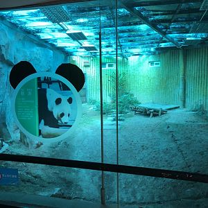 Giant Panda Indoor Exhibit #2