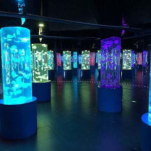 Jellyfish Museum