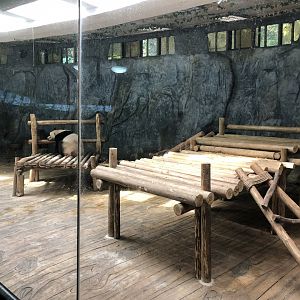 Giant Panda Indoor Exhibit #1