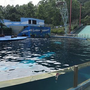 Pan-Tropical Spotted Dolphin Exhibit