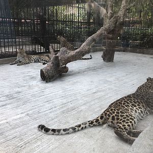 Leopard Cage