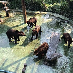 Brown Bear Feeding Space