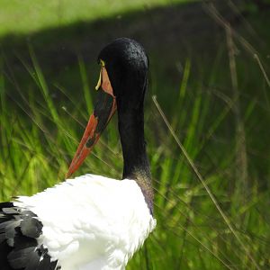 Saddle-billed stork