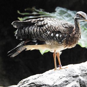 Sunbittern