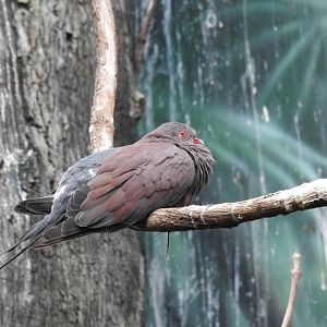 Unknown dove species