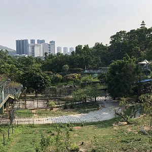 African Lion Exhibit