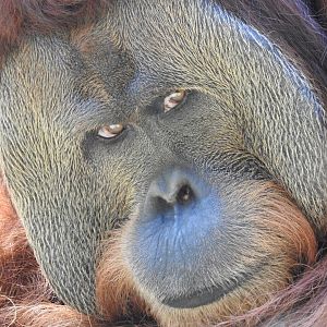 Sumatran Orangutan