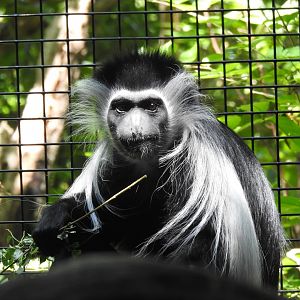 Colobus Monkey