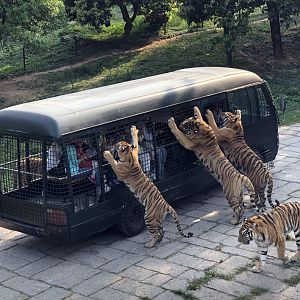 Drive-Through Tiger Exhibit