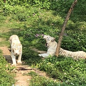White Tigers