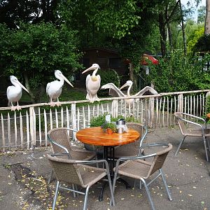 Terrace area with pelicans sitting on the fence of their enclosure, 2019-05-25