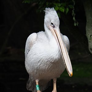 Pink-backed pelican (Pelecanus rufescens), 2019-05-25